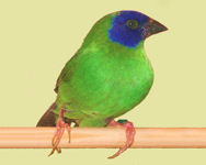 'normal' bird - green with blue mask