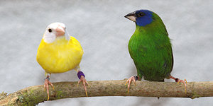 Blue-faced hen - split for yellow