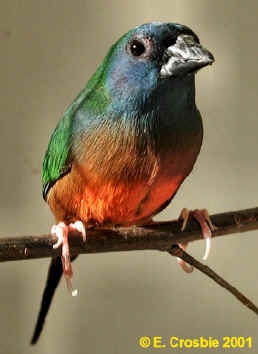 cock Pintailed parrot finch