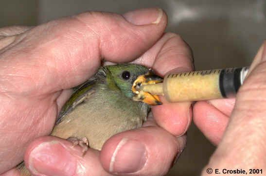 hand raising finches