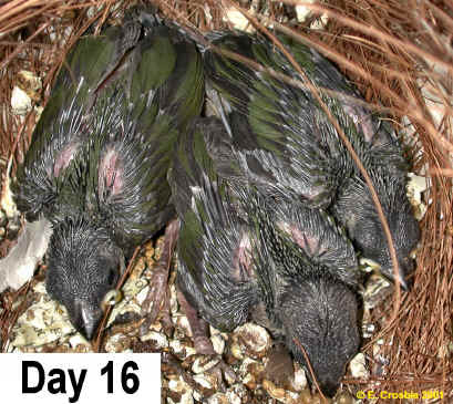 chicks at 16 days