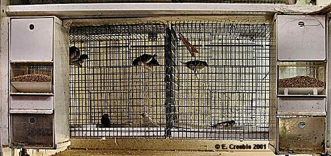 breeding society finches
