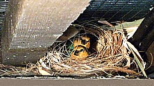 pair of Sea-greens in self-built rough nest in the rafters