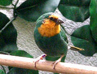 sea green mutation of Red-headed parrotfinch