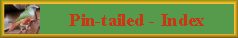 Link - Pin-tailed - Index