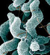 Image - Campylobacter