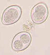 Image - Coccidia