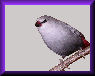 www.lavender-waxbill.com