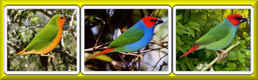 Link - theparrotfinches